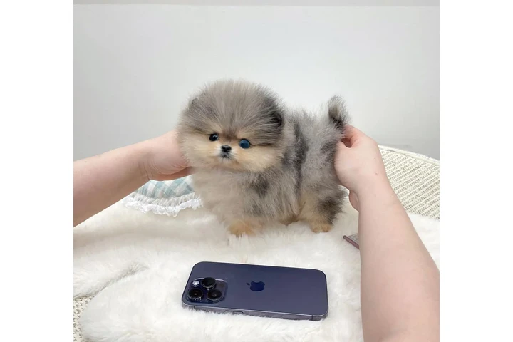 $200 : Pomerania puppies image 1