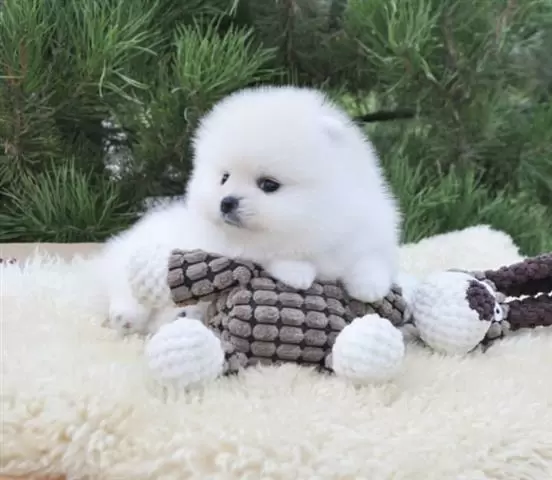 $300 : Teacup Pomeranian Puppy Ready image 3