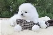 $300 : Teacup Pomeranian Puppy Ready thumbnail