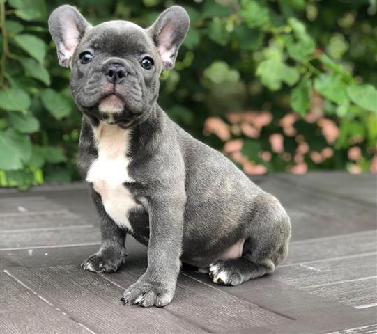 $350 : Frenchie puppies For Sale image 2