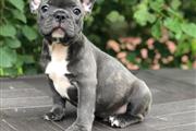 $350 : Frenchie puppies For Sale thumbnail