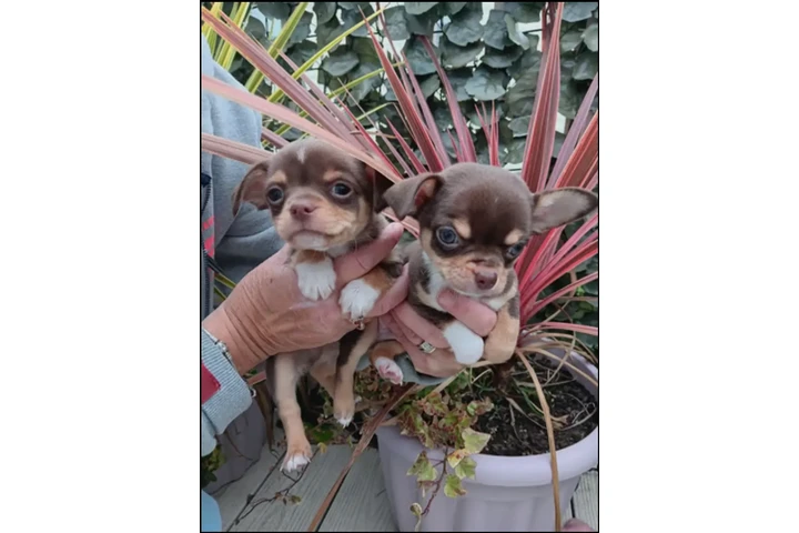 $700 : Chihuahua puppies image 5