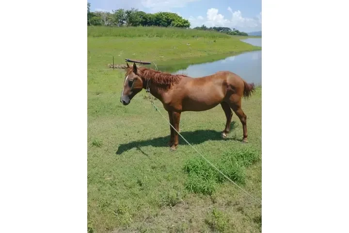 ¡SE VENDE ISLA EN VERACRUZ! image 1