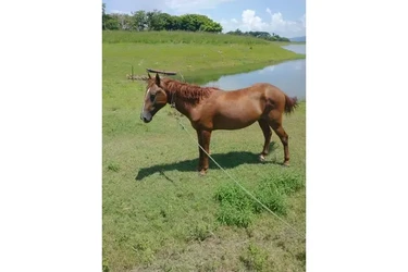 ¡SE VENDE ISLA EN VERACRUZ! en Los Angeles