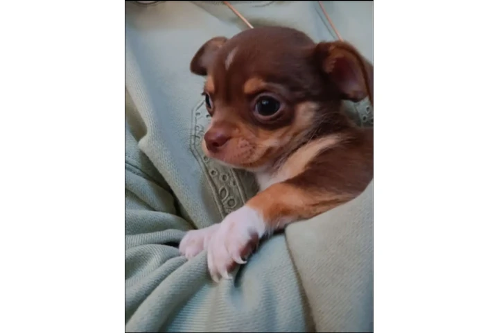 $700 : Chihuahua puppies image 9