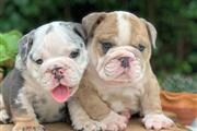 $400 : cachorros bulldog ingles thumbnail