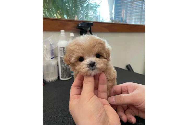 $350 : Teacup Maltipoo puppy for sale image 1