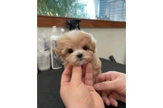 Teacup Maltipoo puppy for sale en Phoenix