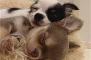 long haired chihuahua puppy fo en Chicago