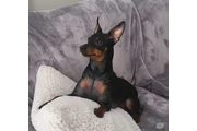 $1950 : Miniature Pinscher (min.pin) thumbnail