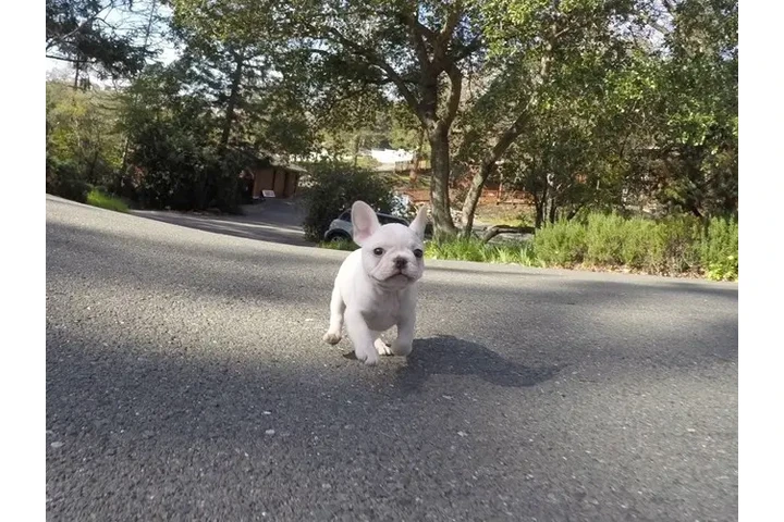 $450 : ¡Cachorros de Bulldog Francés image 2