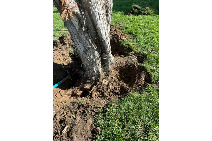 MartinTree ServicesLandscaping image 8
