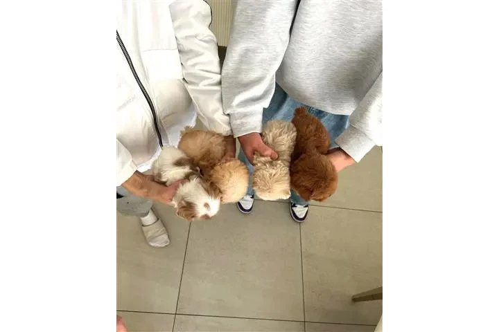 $350 : MALTIPOO EN VENTA image 2