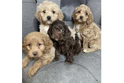Cavapoo pup’s Available en Jersey City