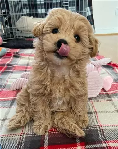 $300 : Cachorros Maltipoo para Adopci image 1