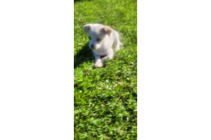 $200 : Chihuahita hermbra image 1