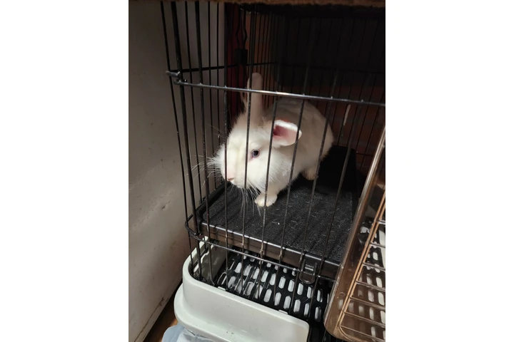 $60 : Vendo conejo ojos azules image 1