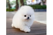 $350 : Micro Pomerania thumbnail