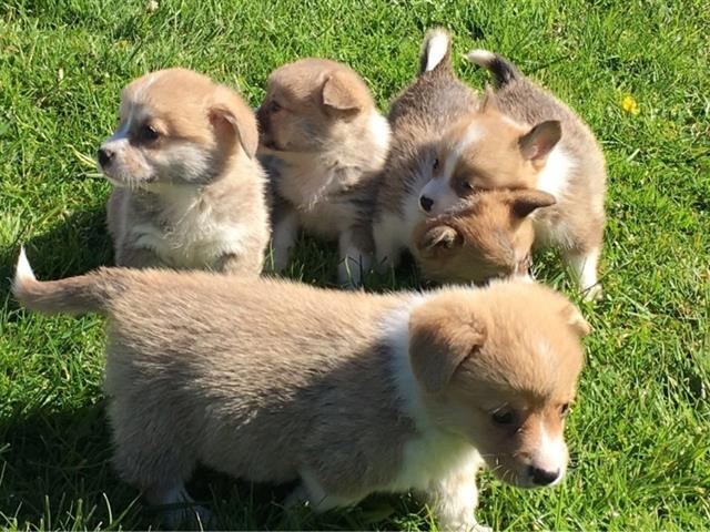 $420 : Pembroke Welsh Corgi Puppies image 1