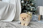 $300 : Cachorros Pomeranian thumbnail