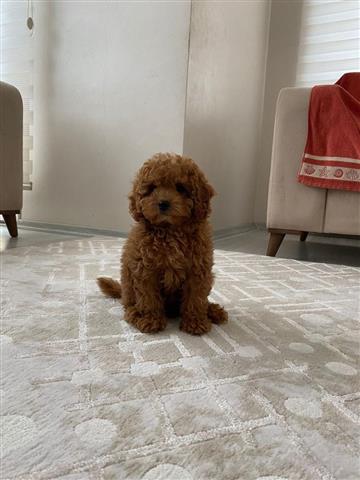 $800 : Male & Female poodle puppies image 1