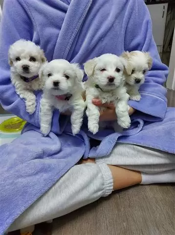 Maltese puppies image 1