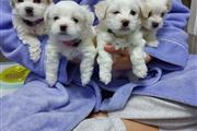 Maltese puppies en Albany