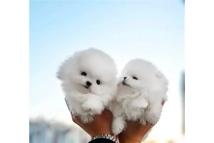 $400 : Maltese And Pomeranian Puppies image 1