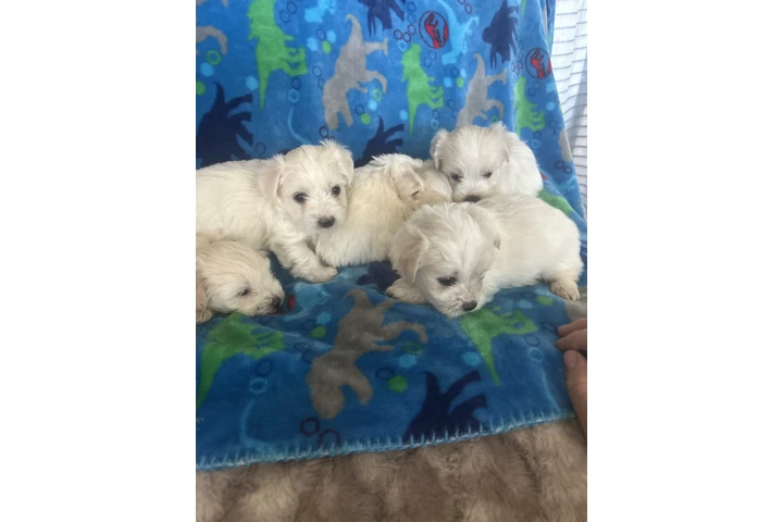 $500 : Maltipoo image 3