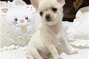 $400 : Chihuahua puppies thumbnail