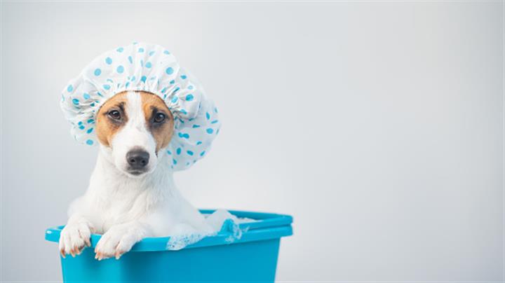 Doggy Wash image 1