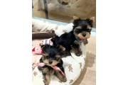 $350 : Yorkshire Terrier miniatura thumbnail