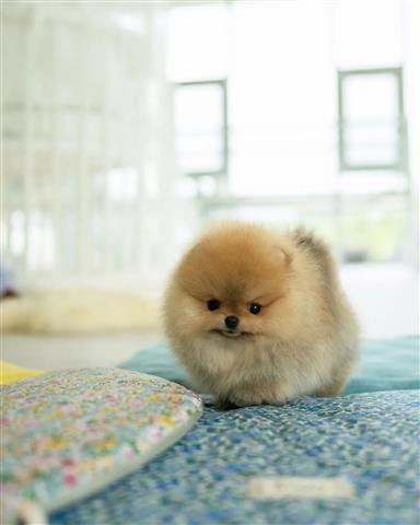 $350 : Cachorros Pomerania en venta image 3