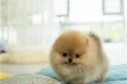 $350 : Cachorros Pomerania en venta thumbnail