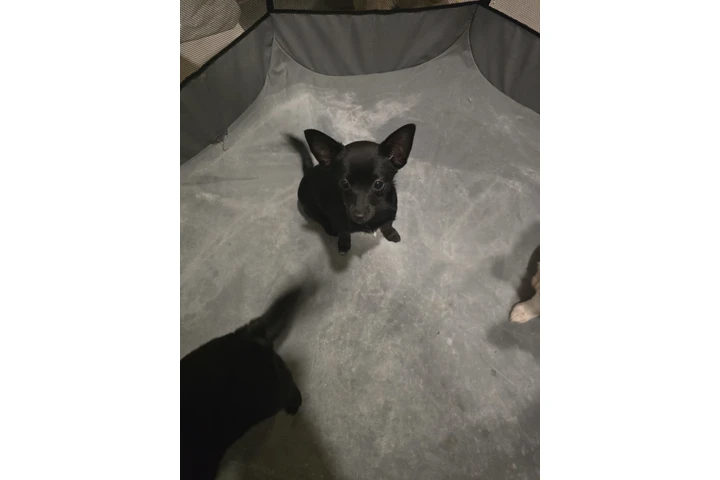 $400 : Pomeranian mix chihuahua image 1