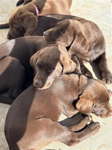 $800 : English Labrador puppies💝💖 image 5