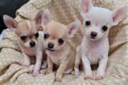 Loving boys Chihuahua for sale en Utica