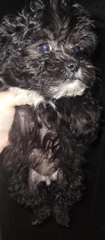 $150 : Mini poodle y mix terrier image 7