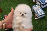 Pomerania en venta en New York