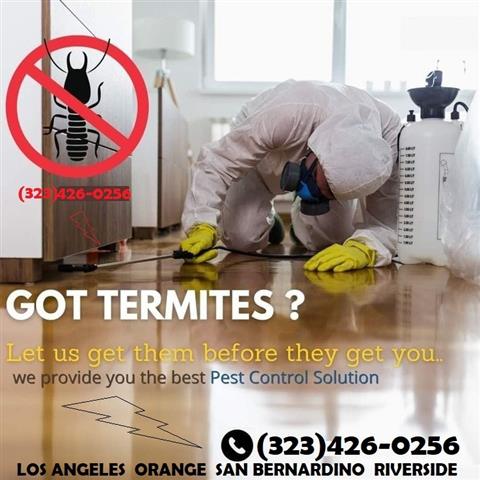 TERMITE-PEST CONTROL 24/7 L.A. image 1