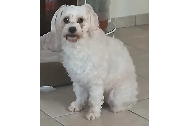 $10 : Dar en adopción perrita gratis image 2