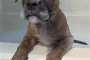 $500 : Sweet Pit bull puppies thumbnail
