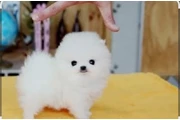 $200 : Maltese puppy thumbnail