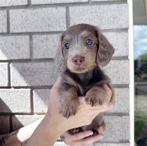 $400 : khaled puppy for adoption image 3