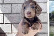 $400 : khaled puppy for adoption thumbnail