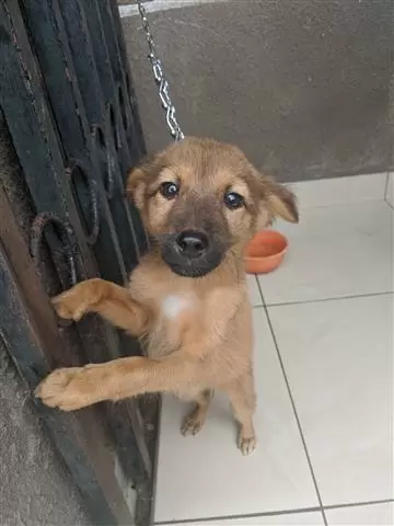 $500 : German Shepherd puppies sale image 2