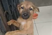 $500 : German Shepherd puppies sale thumbnail