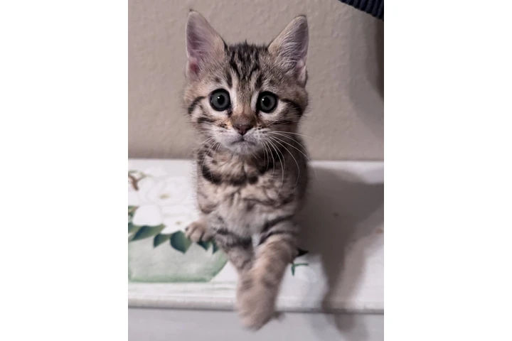 $1000 : Bengal Kitten FEMALE image 6