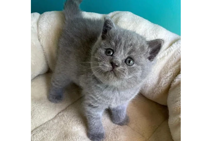 $210 : 2 British shorthaired For sale image 1