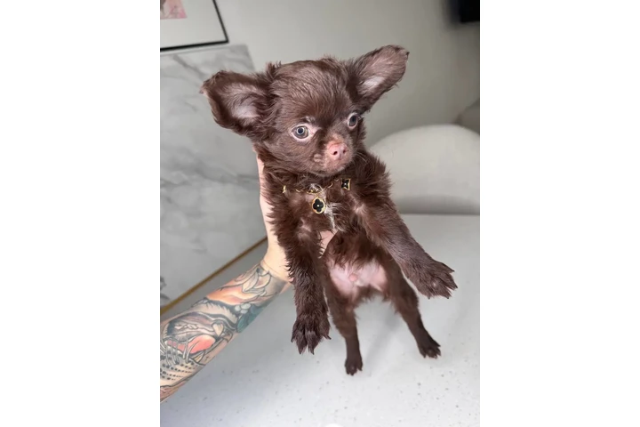 $250 : Teacup Chihuahua puppies image 7
